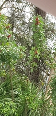Erythrina crista-galli