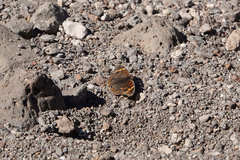 Junonia grisea