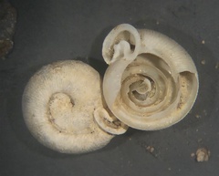 Daedalochila dorfeuilliana