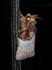 Euglyphis albidifascia