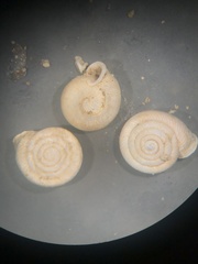 Daedalochila dorfeuilliana