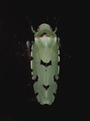 Angucephala freytagi