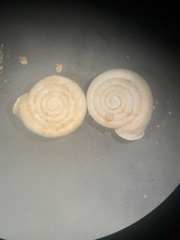 Daedalochila dorfeuilliana