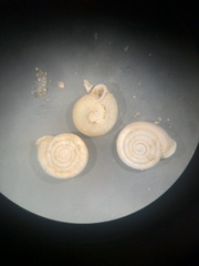 Daedalochila dorfeuilliana
