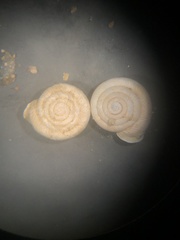Daedalochila dorfeuilliana