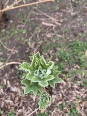 Hydrangea quercifolia