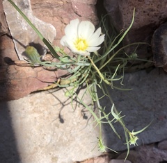 Calycoseris wrightii