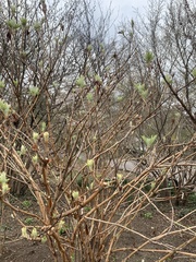 Hydrangea quercifolia