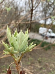 Hydrangea quercifolia