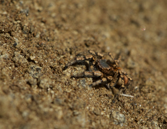 Habronattus amicus