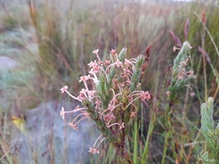 Struthiola macowanii