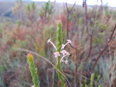 Struthiola macowanii