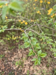 Kerria japonica