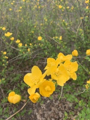 Kerria japonica