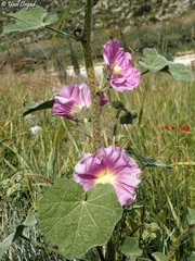 Alcea setosa