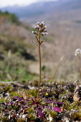 Teesdalia coronopifolia