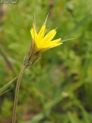 Catananche lutea