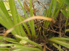 Catananche lutea