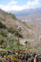 Teesdalia coronopifolia