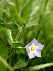 Convolvulus pentapetaloides