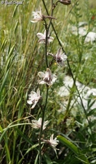 Delphinium ithaburense