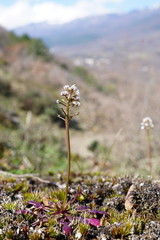 Teesdalia coronopifolia