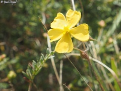 Fumana arabica