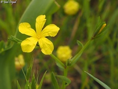 Linum nodiflorum