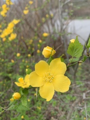 Kerria japonica
