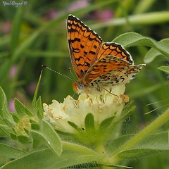 Melitaea telona