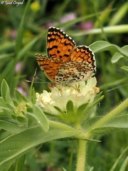 Melitaea telona