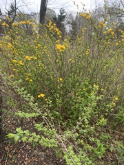 Kerria japonica