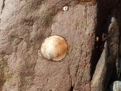Crepidula fornicata