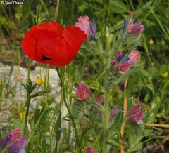 Papaver umbonatum