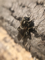 Brachypalpus oarus