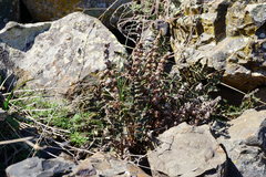 Paragymnopteris marantae