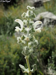 Salvia dominica