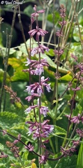 Salvia judaica