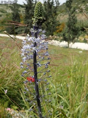 Scilla hyacinthoides