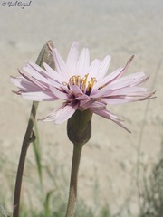 Pseudopodospermum papposum