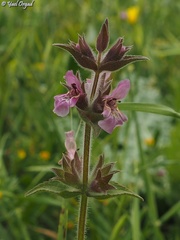 Stachys arabica