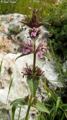 Stachys arabica