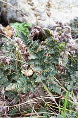 Paragymnopteris marantae