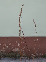 Artemisia vulgaris