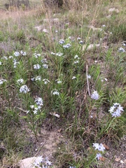 Amsonia ciliata texana