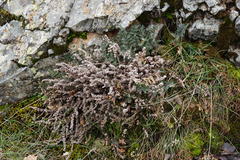 Paragymnopteris marantae