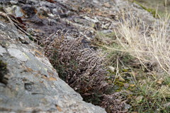 Paragymnopteris marantae