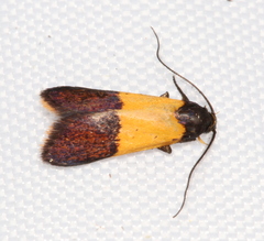 Hemibela