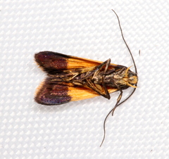 Hemibela