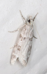 Scoparia palloralis